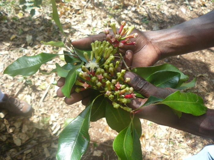 Гвоздичное дерево