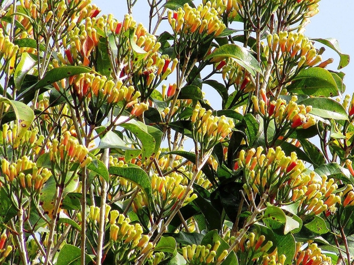 Гвоздичное дерево сизигиум