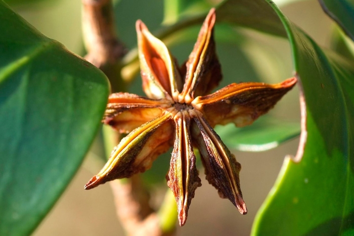 Анис бадьян растение