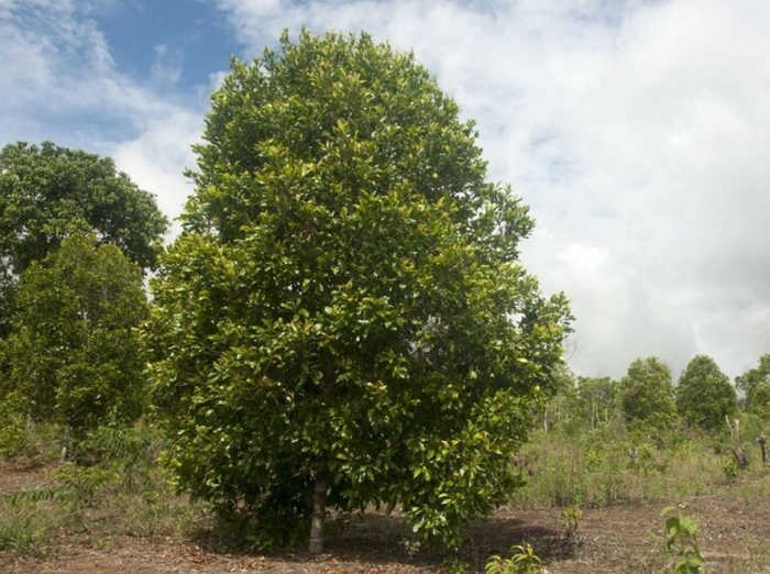Макадамский орех дерево