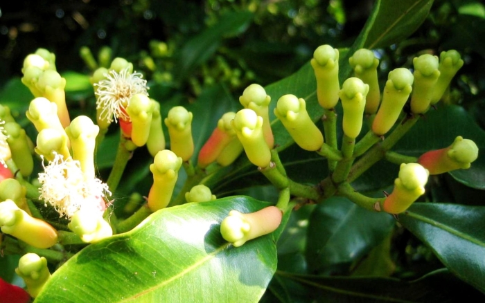 Гвоздичное дерево пряность