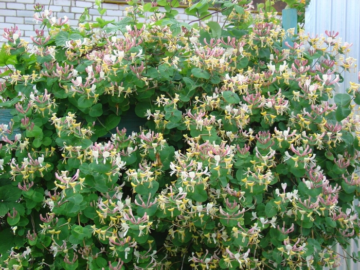 Жимолость вьющаяся каприфоль