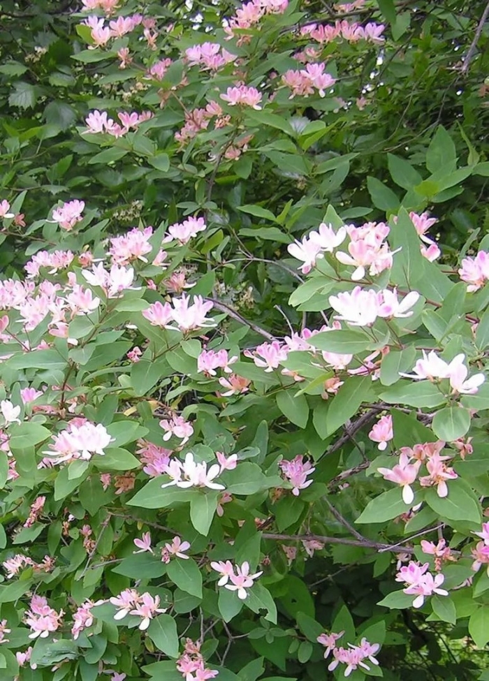 Жимолость кустарниковая