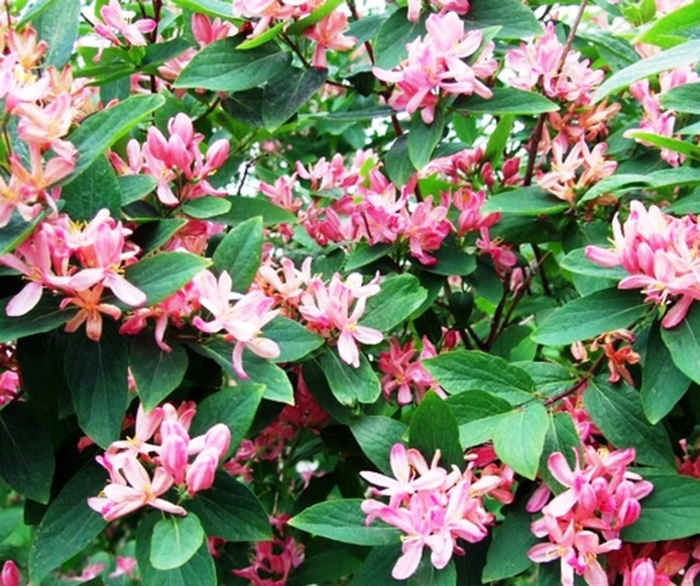 Lonicera tatarica жимолость татарская