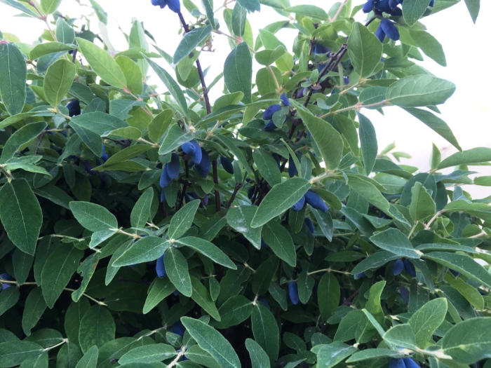 Жимолость морена