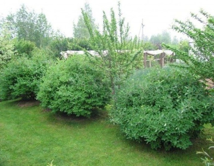 Жимолость съедобная кустарник