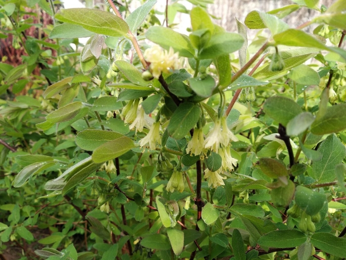 Жимолость съедобная цветение