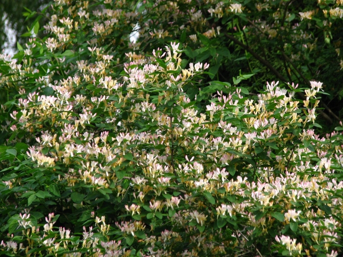 Жимолость вьющаяся каприфоль