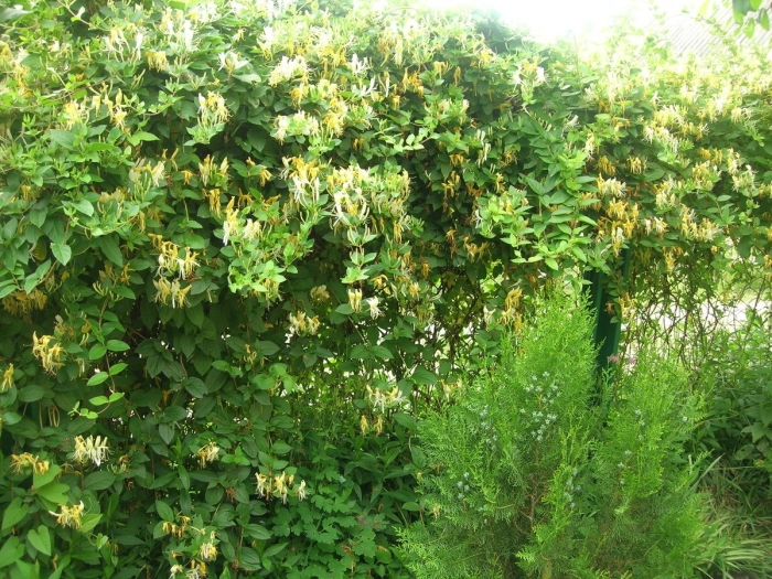 Жимолость каприфоль джеральда