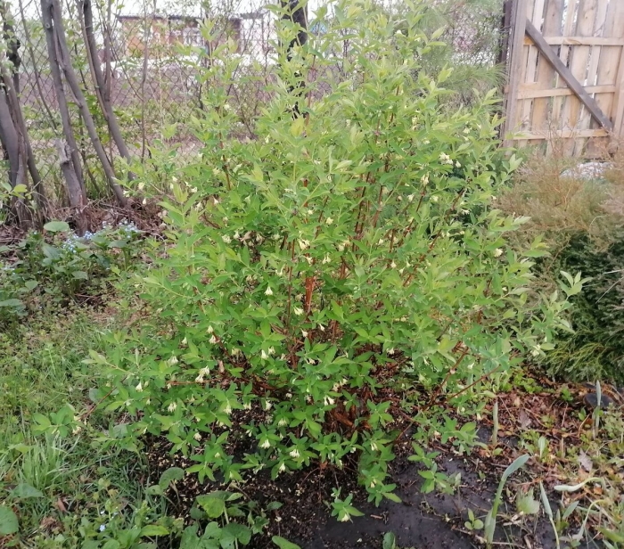 Жимолость съедобная кустарник