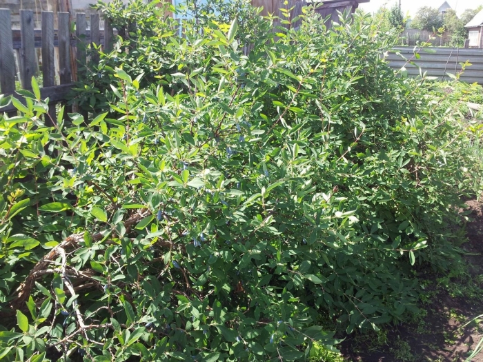 Жимолость садовая куст