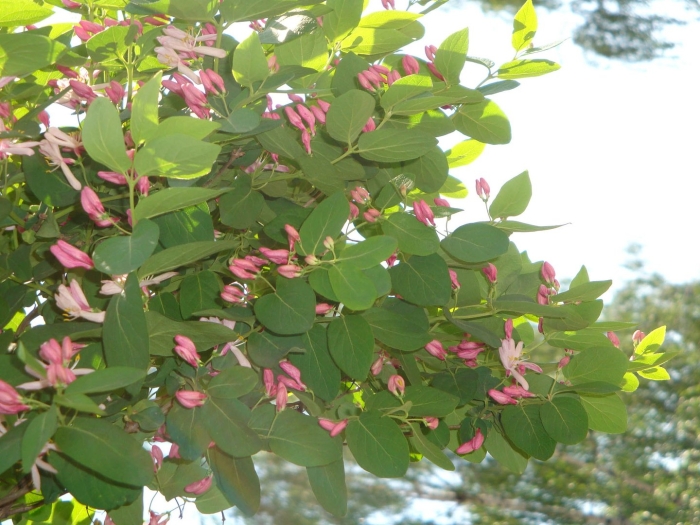 Жимолость татарская каприфоль