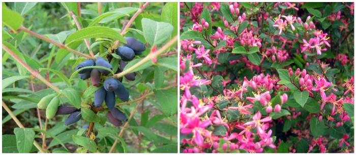 Жимолость съедобная волшебница