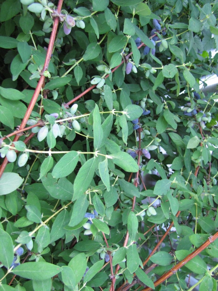 Жимолость куст