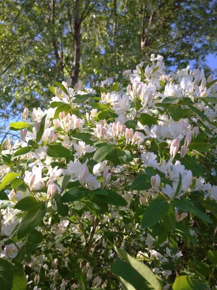 Жимолость цветет