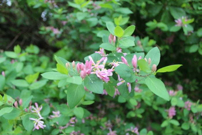 Жимолость татарская