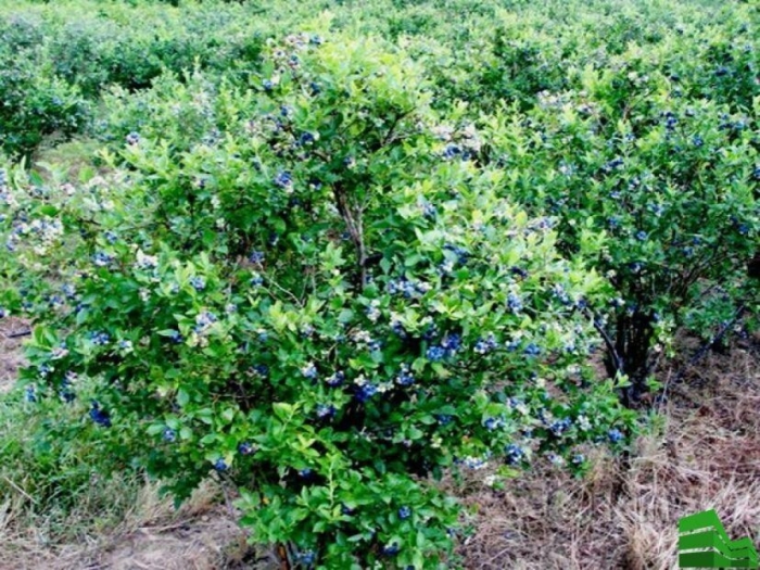 Жимолость кустарник