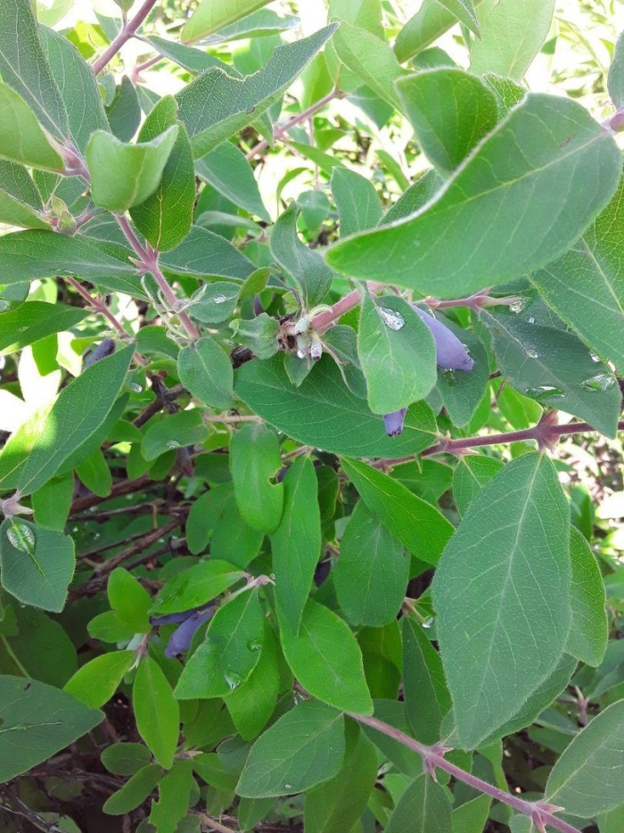 Жимолость сорта