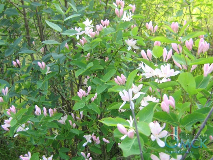 Lonicera tatarica жимолость татарская