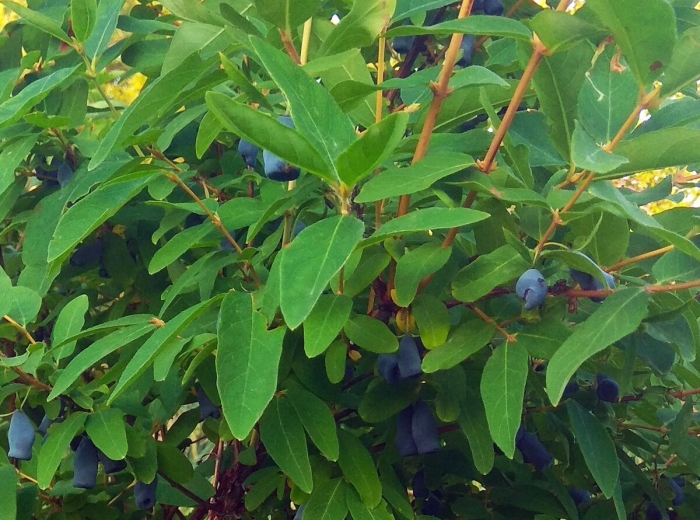Жимолость синяя съедобная куст