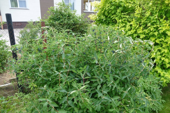 Жимолость садовая