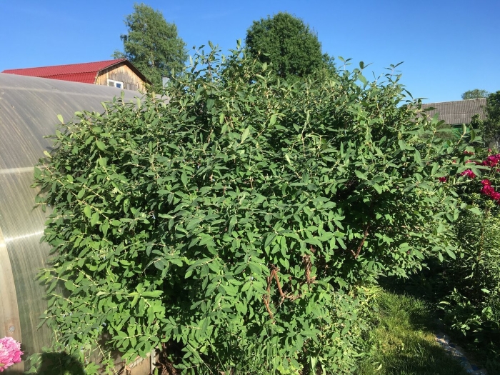 Жимолость куст