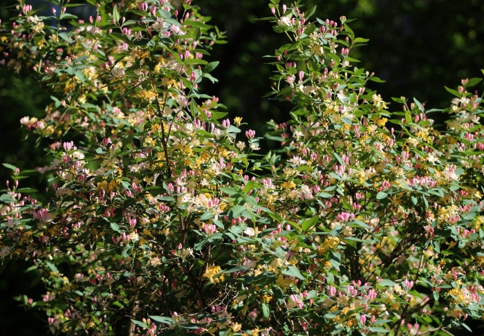 Жимолость цветущая куст