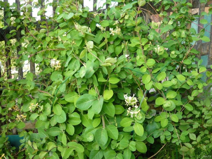 Жимолость каприфоль