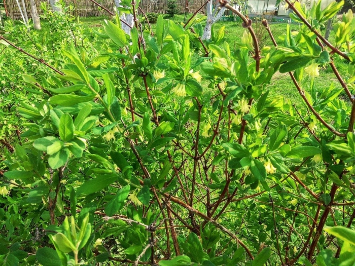 Жимолость весной