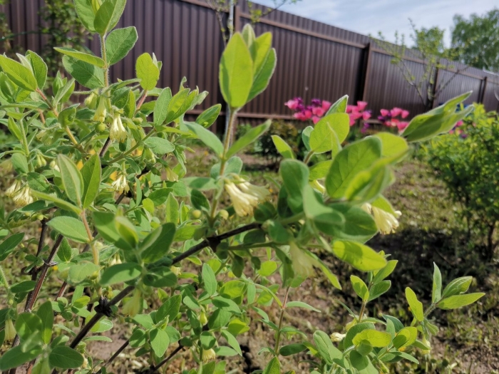 Ирга жимолость