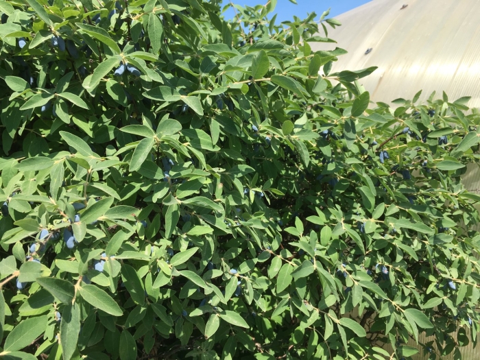 Жимолость куст