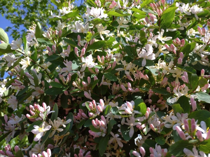 Lonicera tatarica жимолость татарская