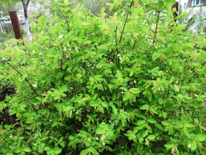 Жимолость кустарник декоративный