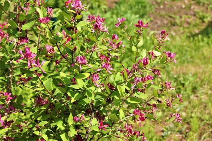 Lonicera tatarica жимолость татарская