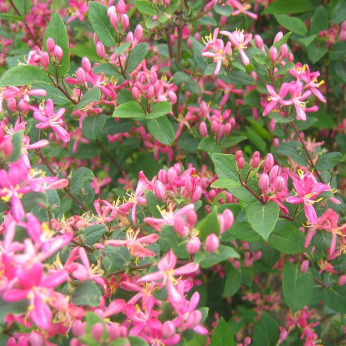 Жимолость татарская арнольд ред