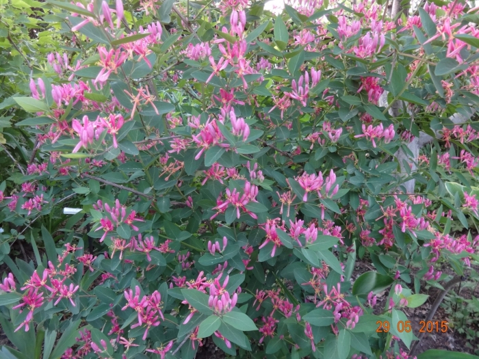 Жимолость татарская rosea