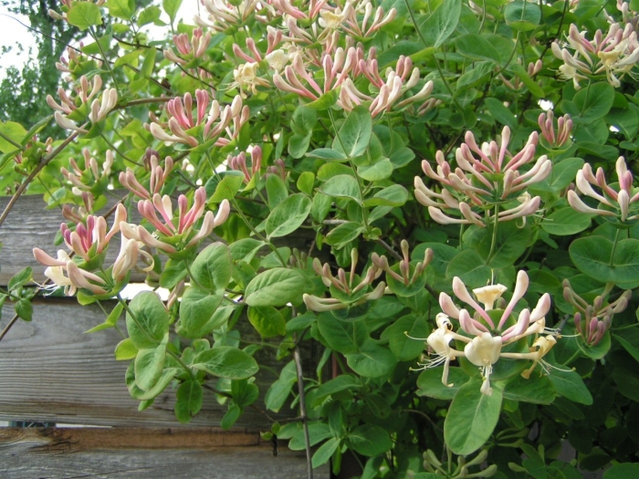 Жимолость козья каприфоль