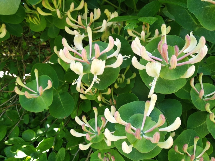 Каприфоль жимолость ароматная лиана