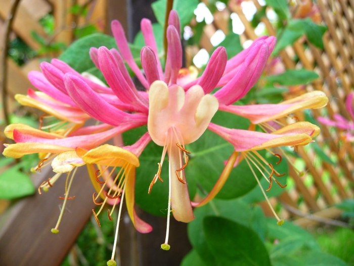 Жимолость вьющаяся серотина