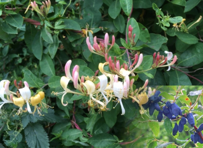 Жимолость каприфоль lonicera сaprifolium