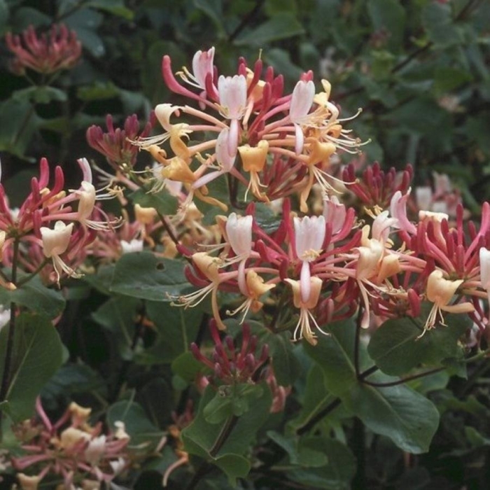 Жимолость каприфоль (lonicera caprifolium)