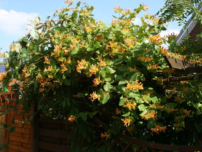 Жимолость каприфоль тельмана