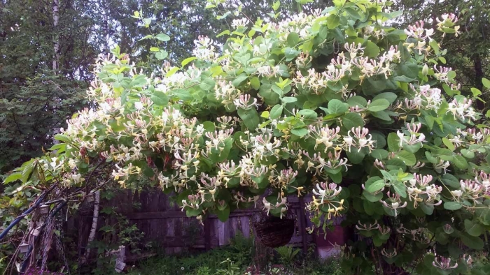 Жимолость плетистая каприфоль