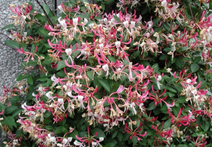 Жимолость приморская серотина