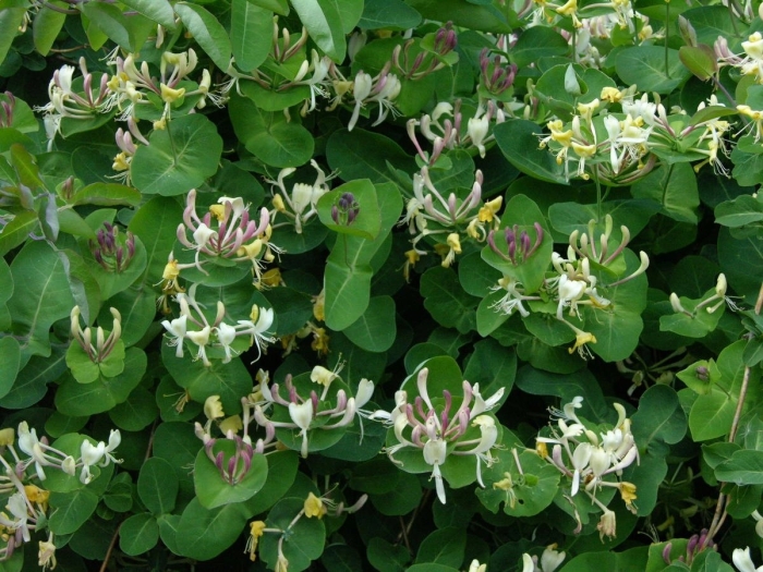 Душистая каприфоль жимолость