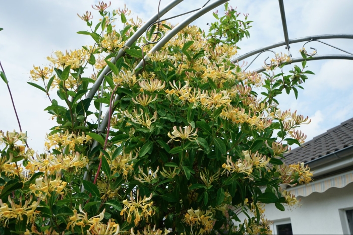 Жимолость декоративная вьющаяся