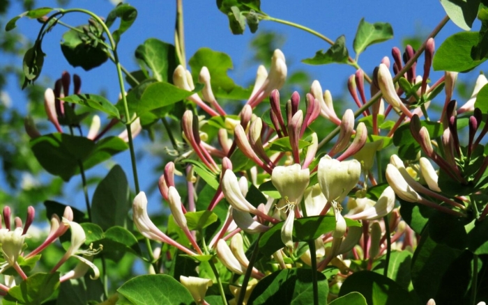 Жимолость каприфоль лиана