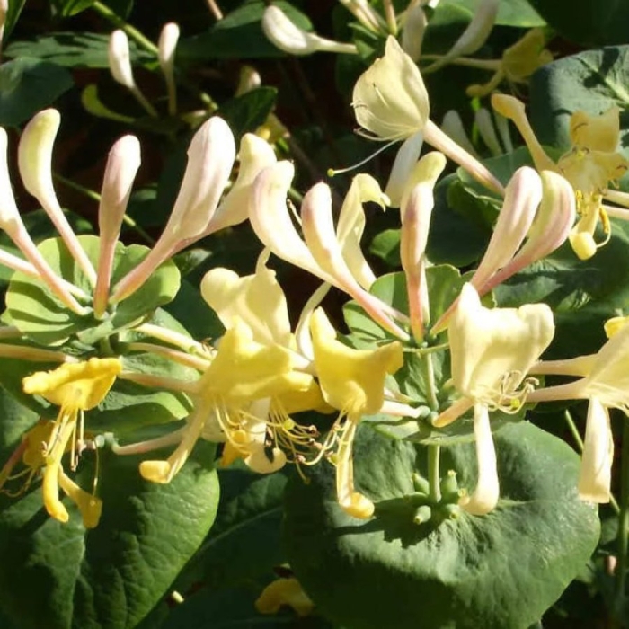 Жимолость каприфоль лимонная