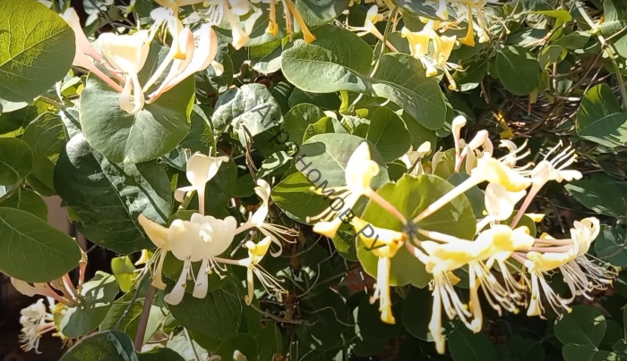 Жимолость каприфоль