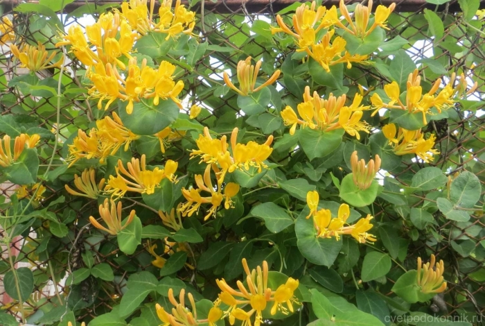 Жимолость лиана тельмана